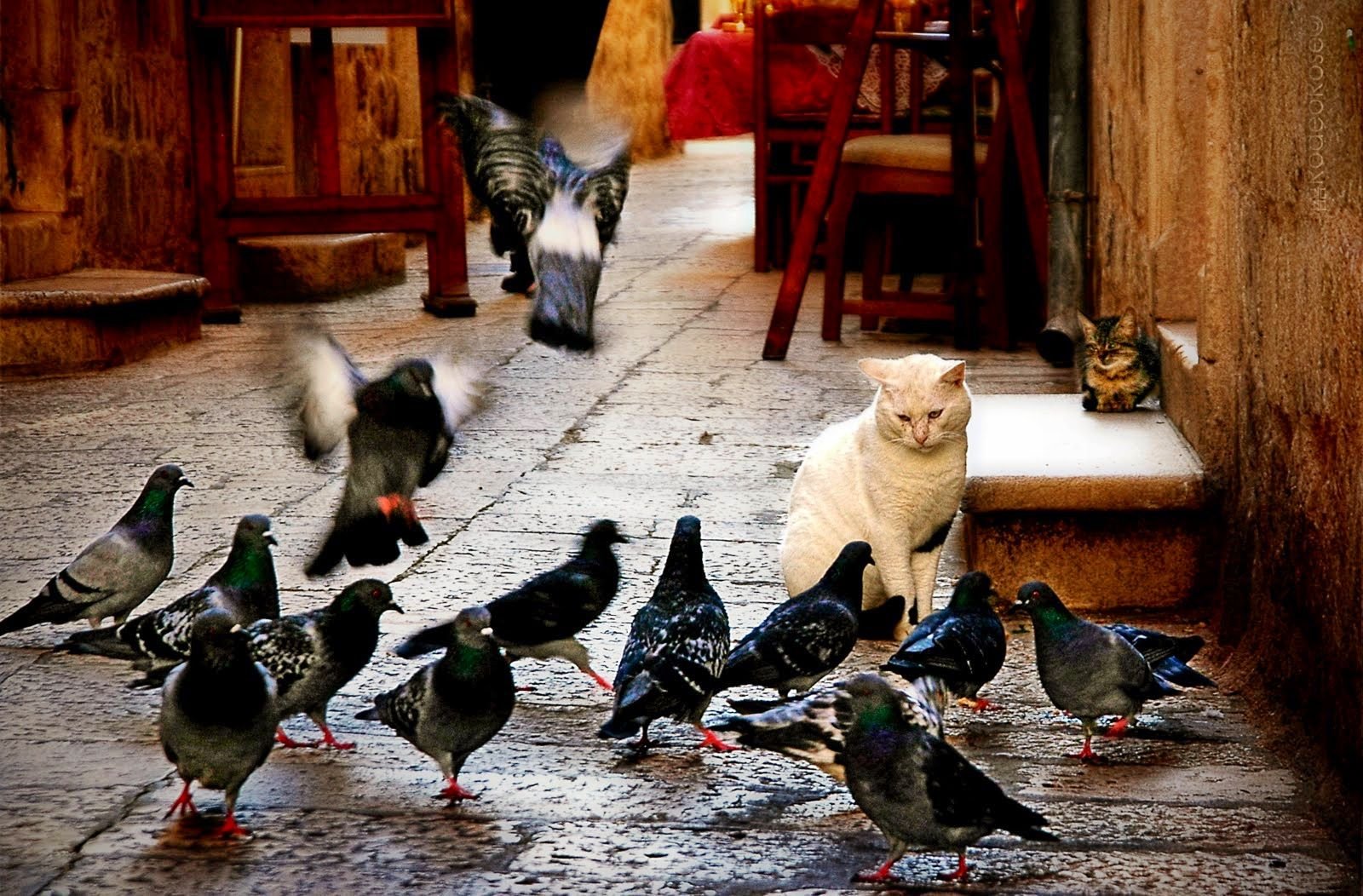 Кошка и голубь. Коты и птицы. Коты на голубях. Птички для кошек.