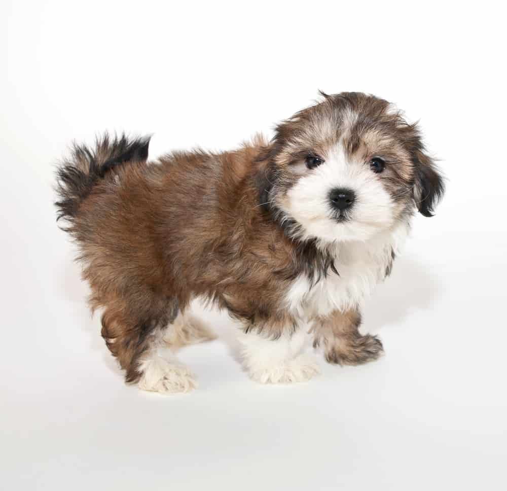 Чихуахуа + мальтипу