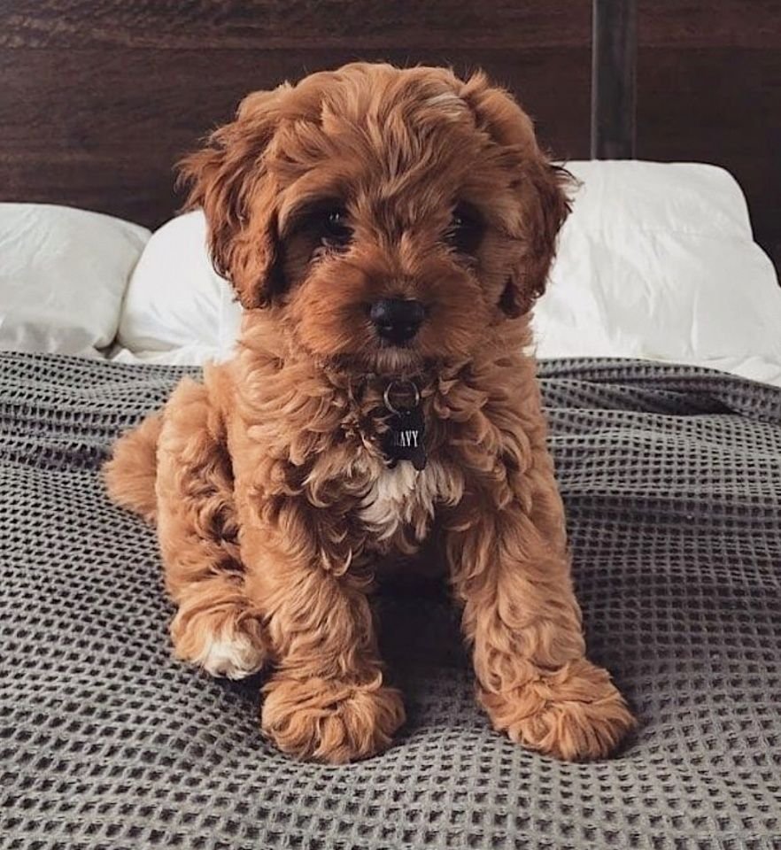 Мини ёршский терьер