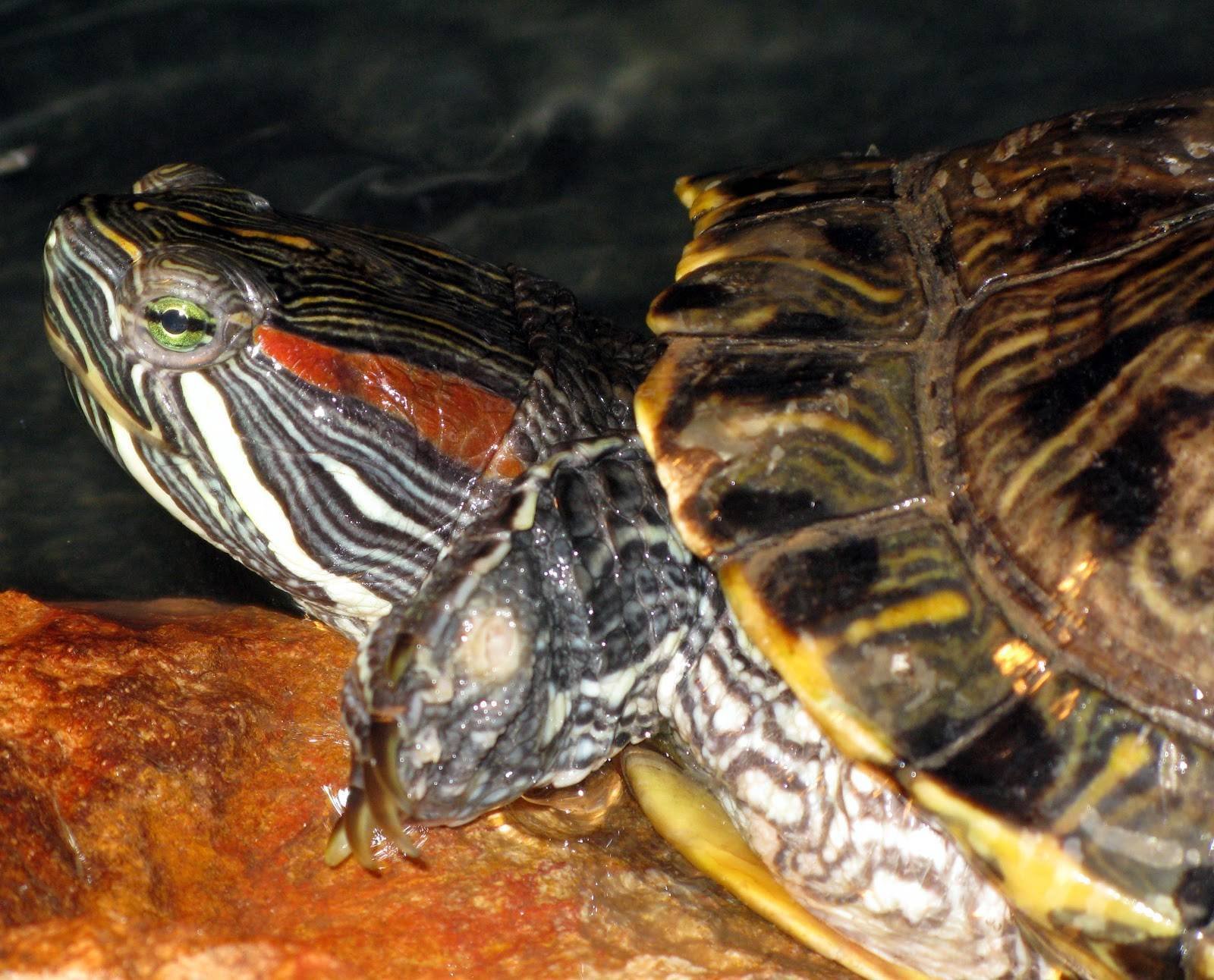 Сколько лет живут красноухие. Красноухая Пресноводная черепаха. Морская черепаха красноухая. Американская красноухая черепаха. Красноухая черепаха самец.