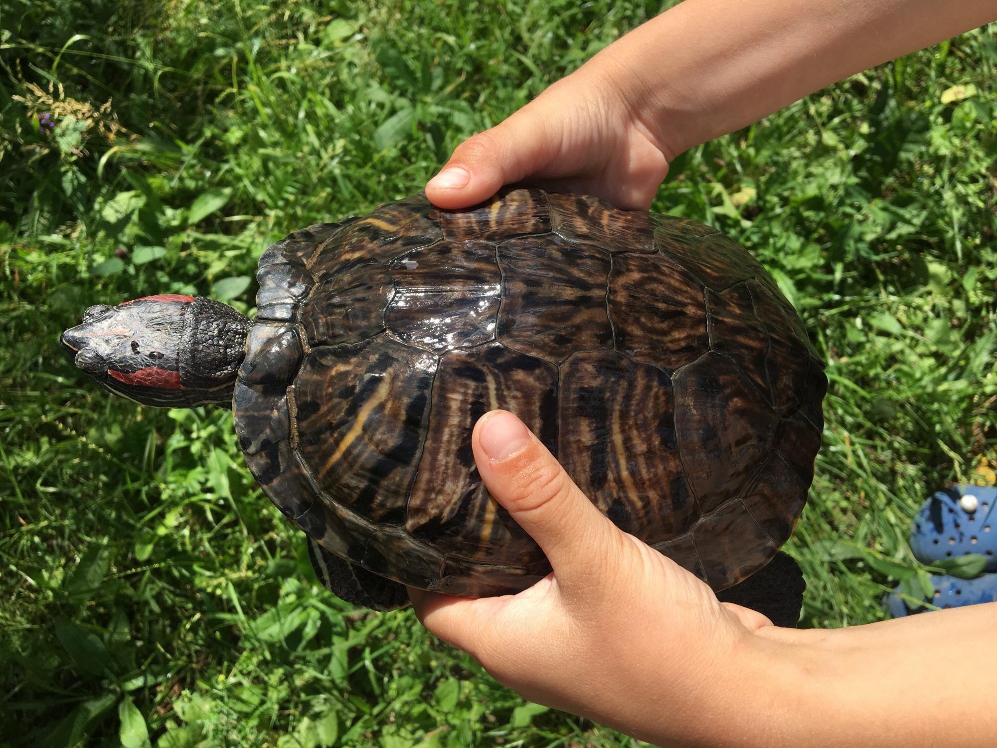 Красноухая черепаха самая большая в мире - 78 фото