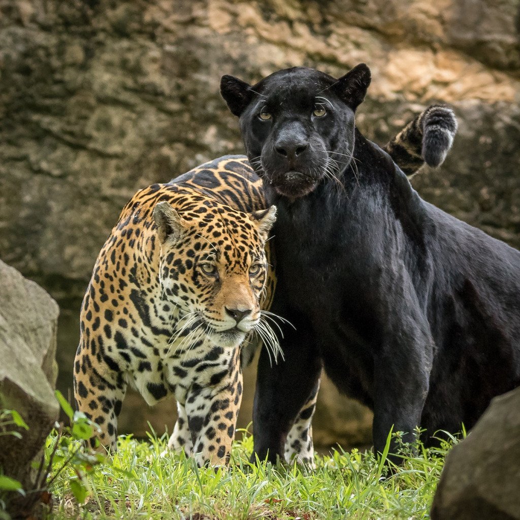 Ягуар леопард Пума