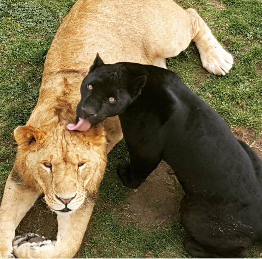 Сергей Мензульский