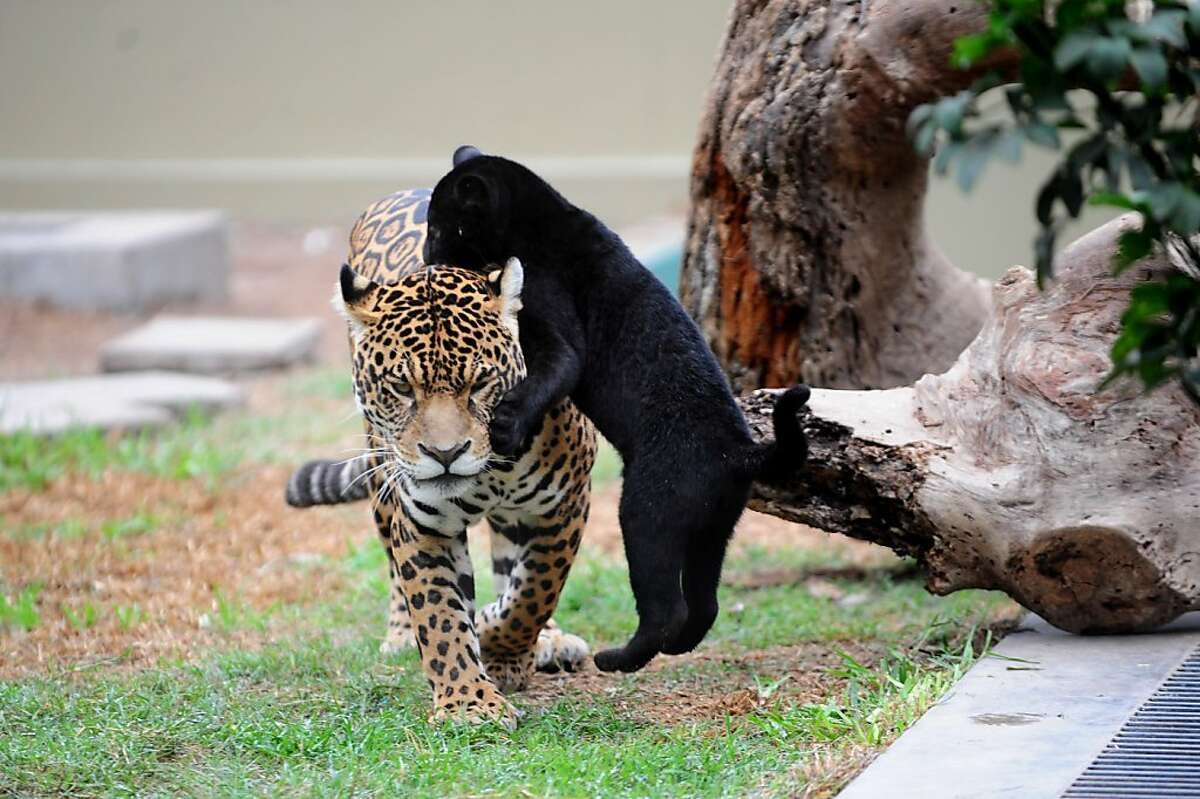 Тигрята и львята тигры львы