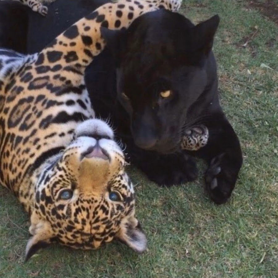 Гепард леопард Ягуар Пума пантера