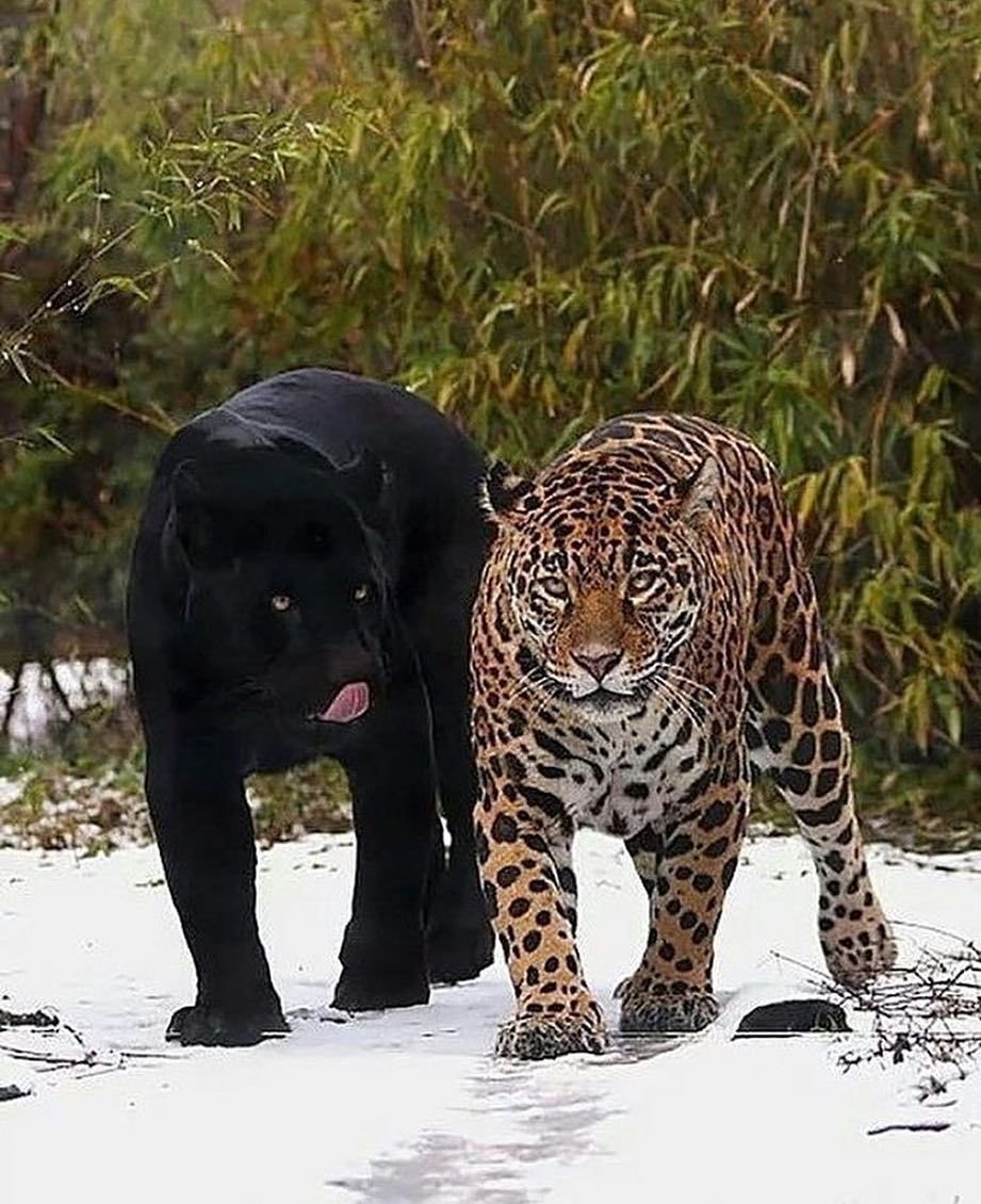 Тигры и леопарды самые красивые