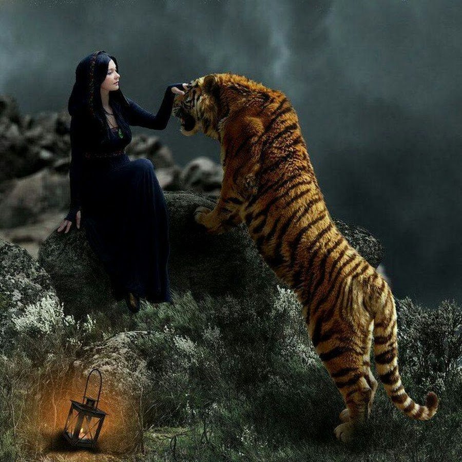 Пантера и тигр вместе