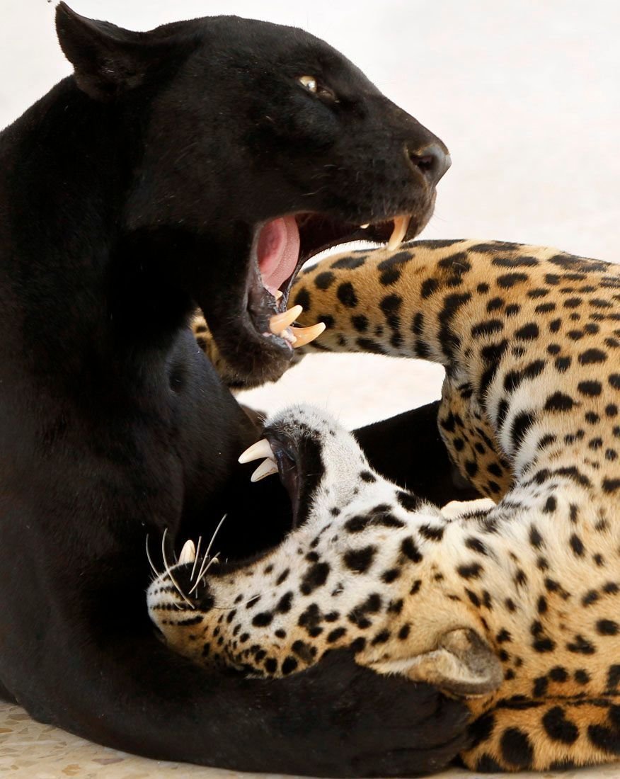 Две пантеры