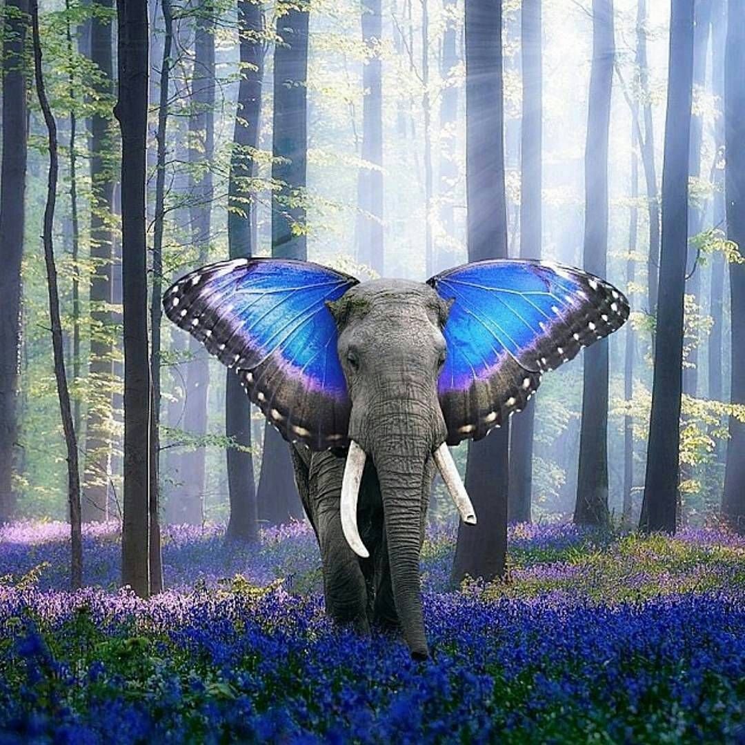 Слон с крыльями бабочки