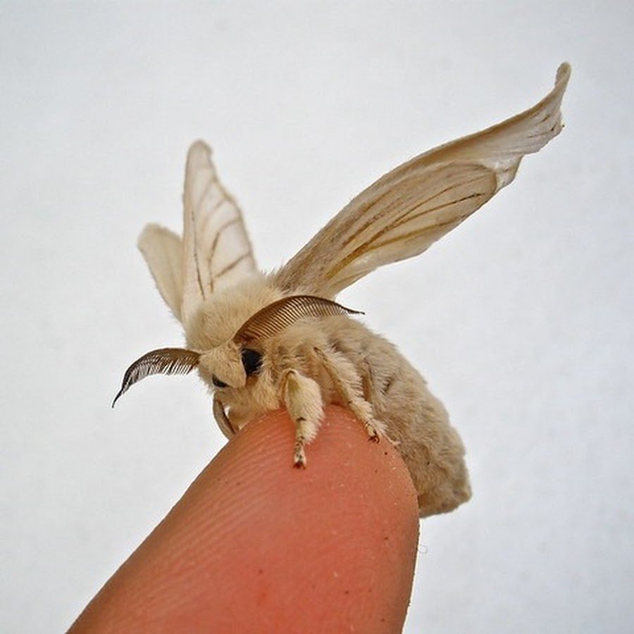 Венесуэльский пуделевый мотылек