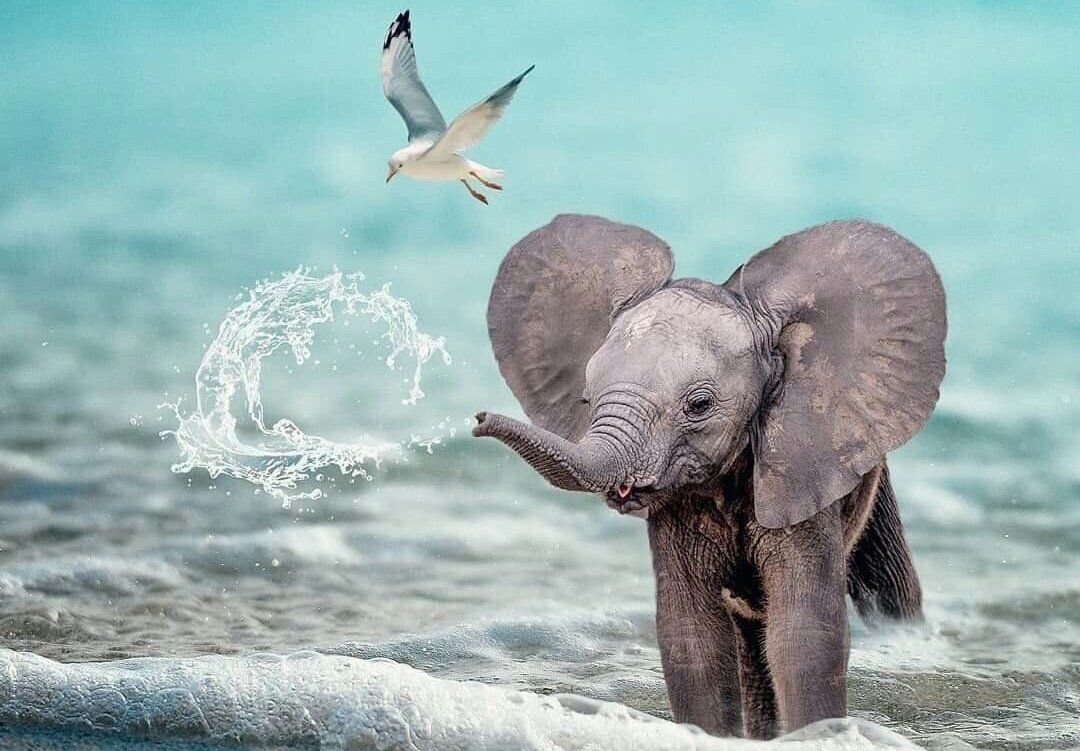 Слоненок на море