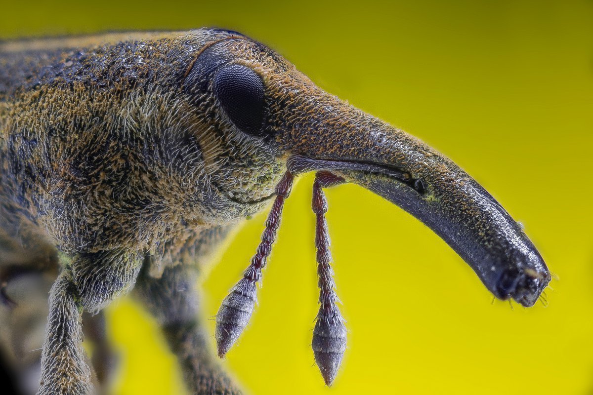 Жук Жук Слоник