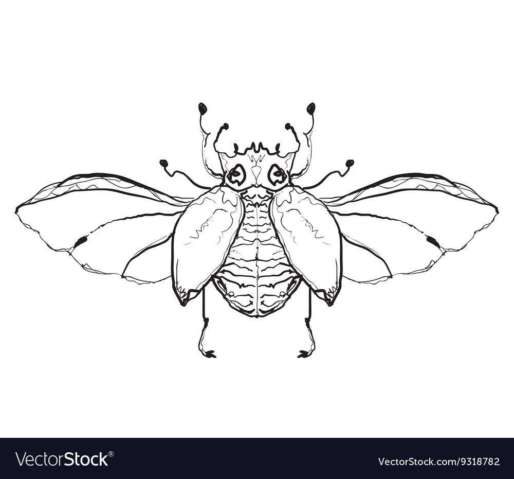 Набросок крыла насекомых