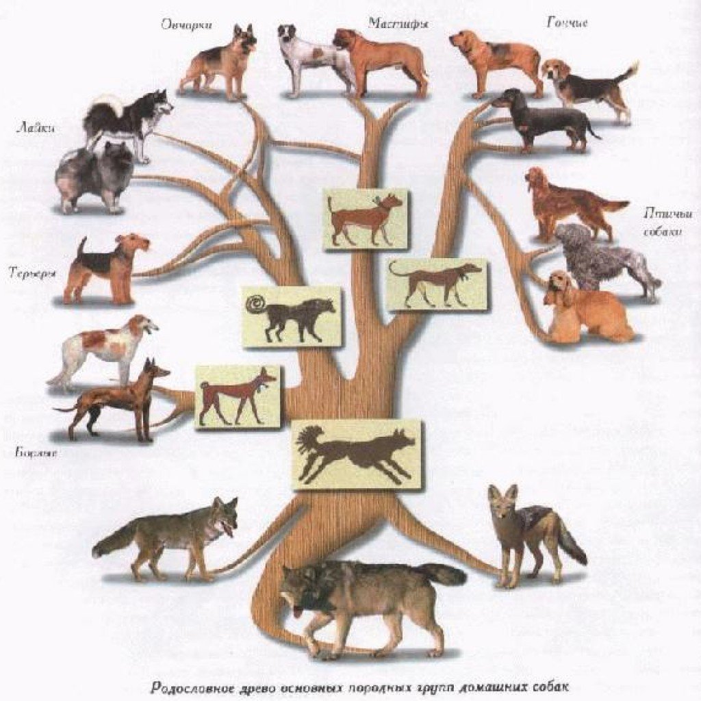 Несколько собак разных пород