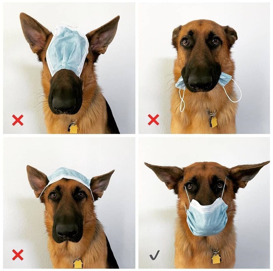 Стадии ожирения у собак таблица