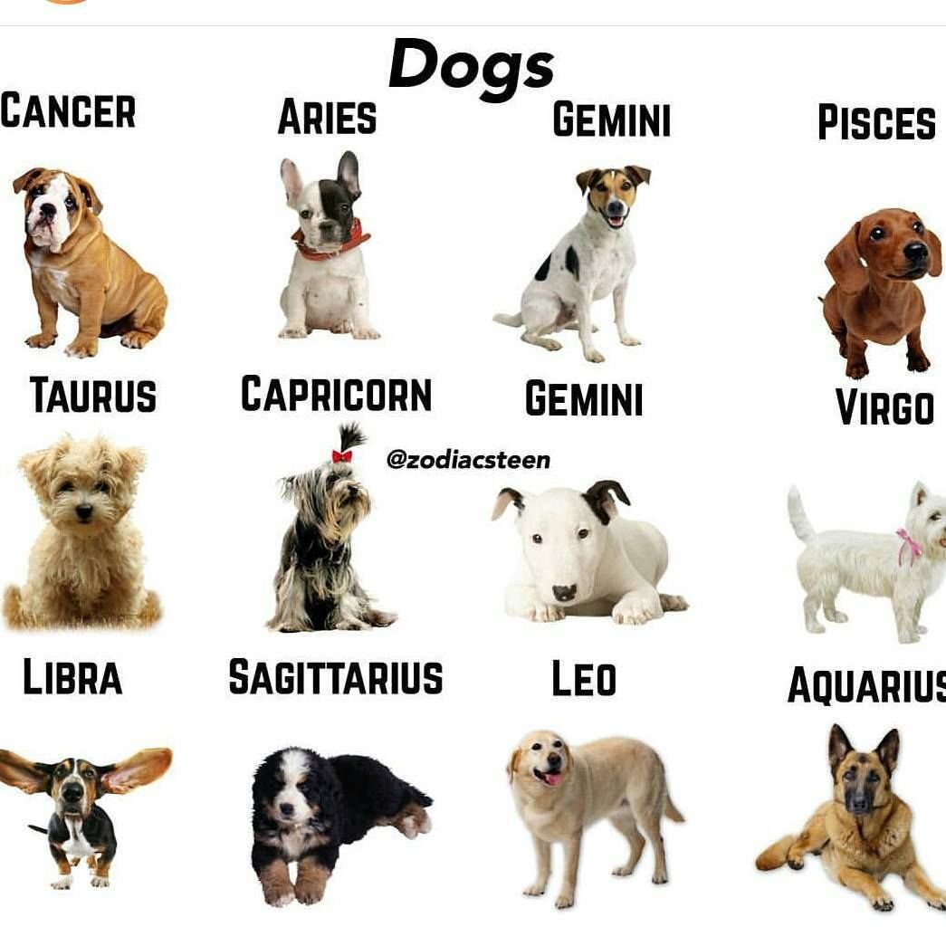 Самые распространённые породы собак в России