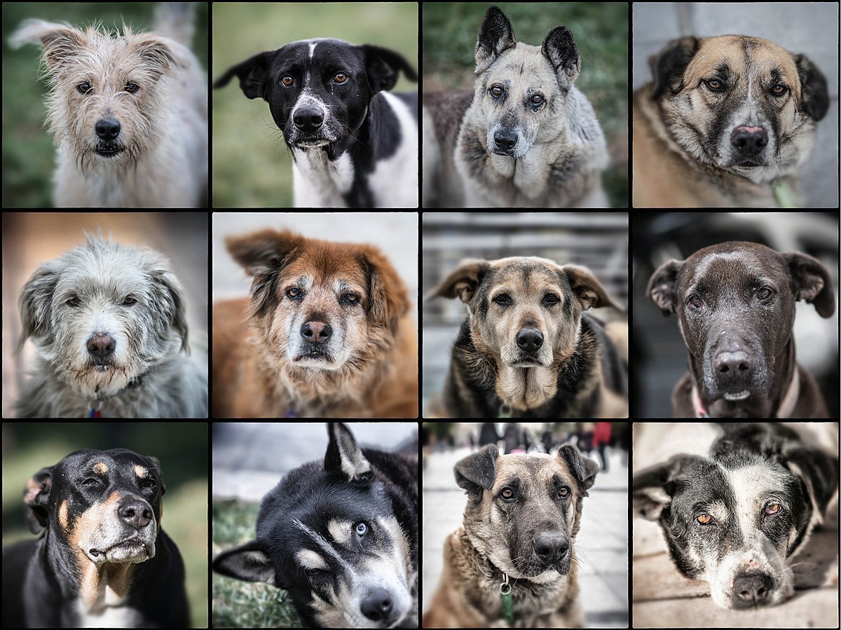 Американский булли классификация