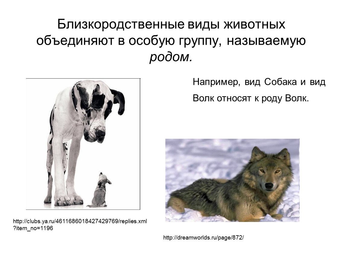 Классификация животных собака
