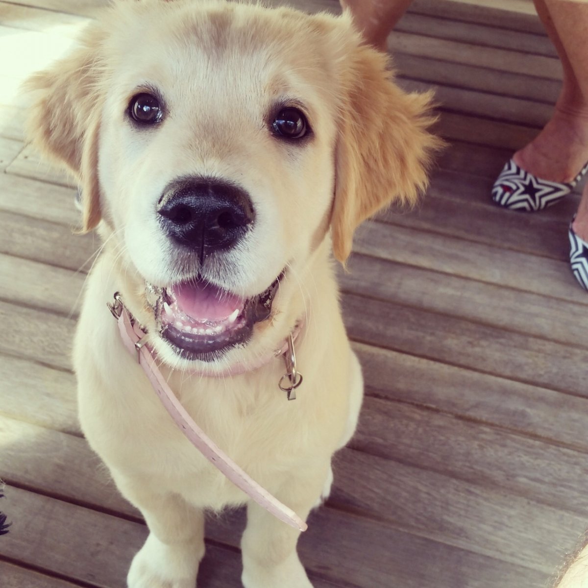 Породы собак и их названия