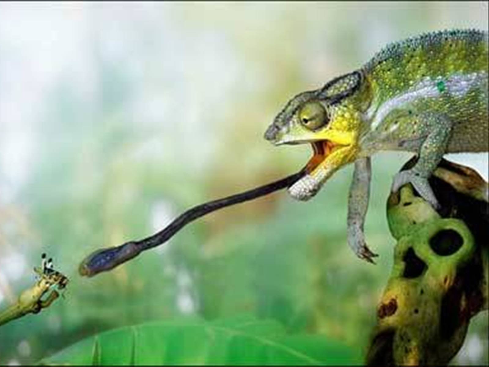 Чем отличается лягушка от ящерицы. Хамелеон. Хамелеон охотится. Язык лягушки. Лягушка с длинным языком.