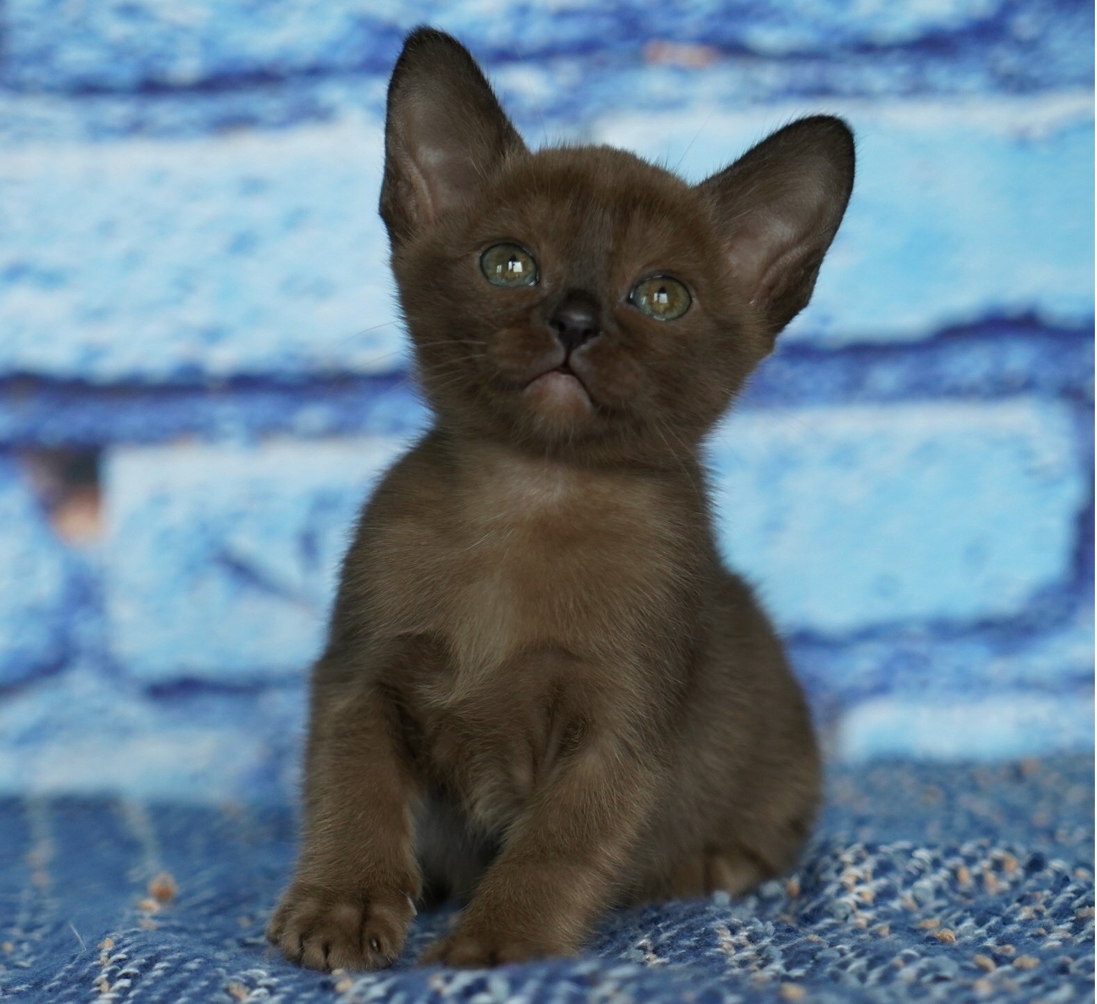 Бурма фото. Бурма кошка. Котята породы Бурма. Европейская Бурма. Бурманская кошка котята.