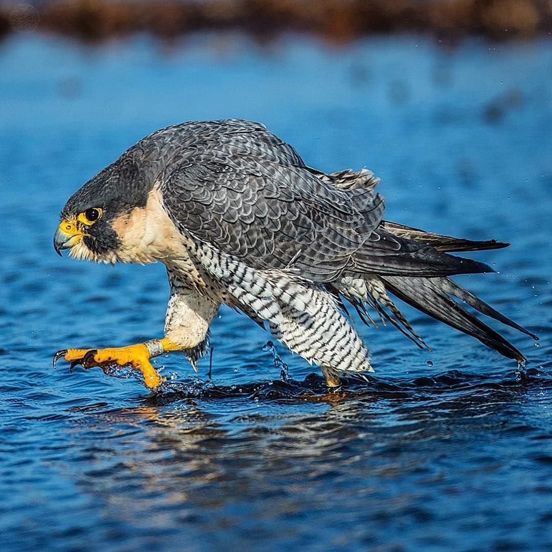 Хищные птицы Сокол Сапсан
