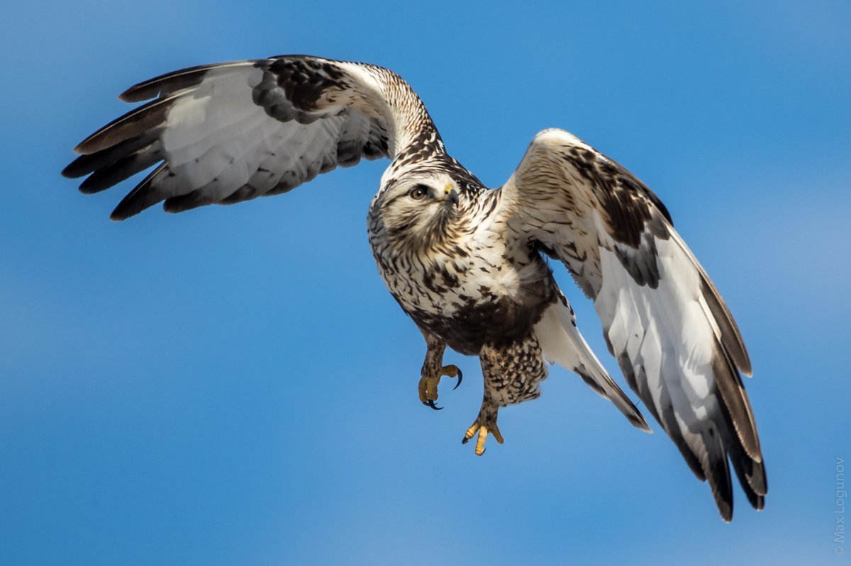 Мохноногий канюк