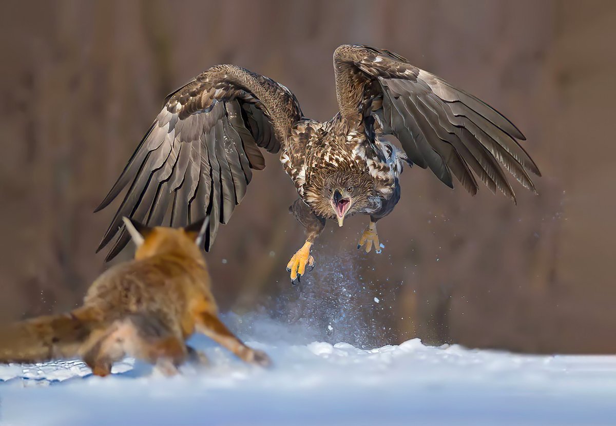 Беркут и Коршун