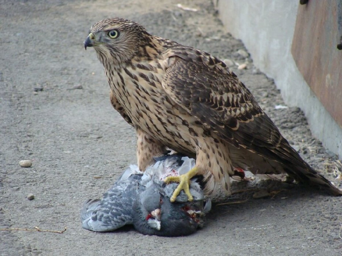Ястреб-тетеревятник в Москве