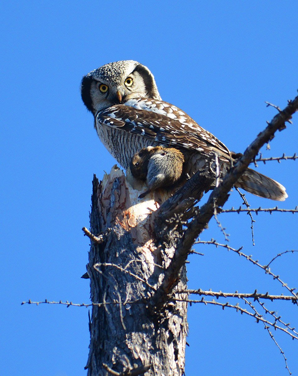 Ястребиная неясыть