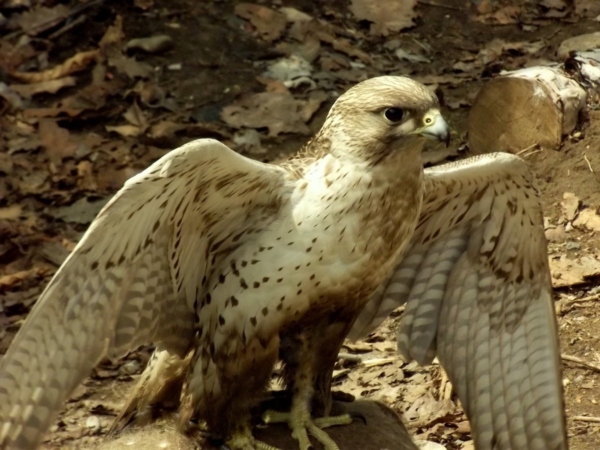 Сапсан птица