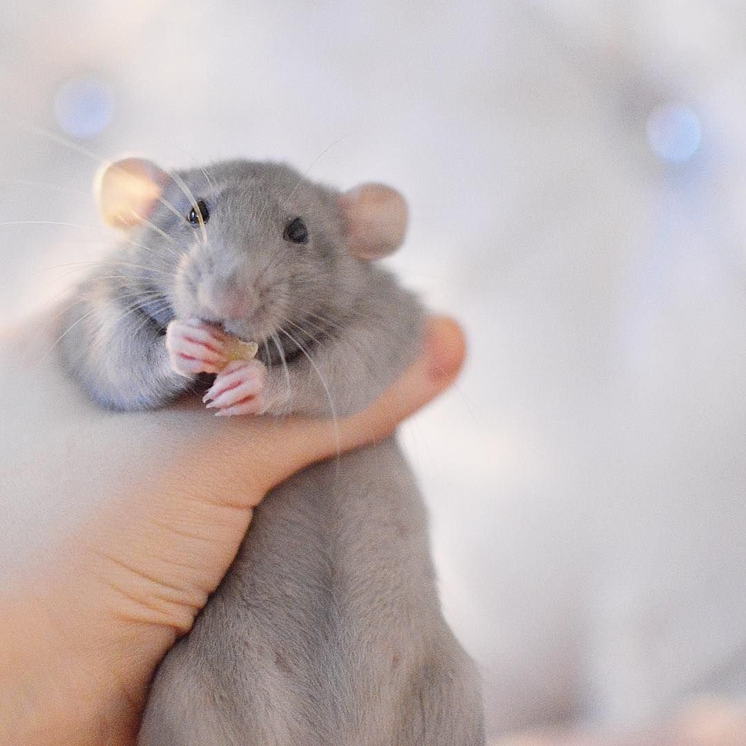 Крыса Дамбо