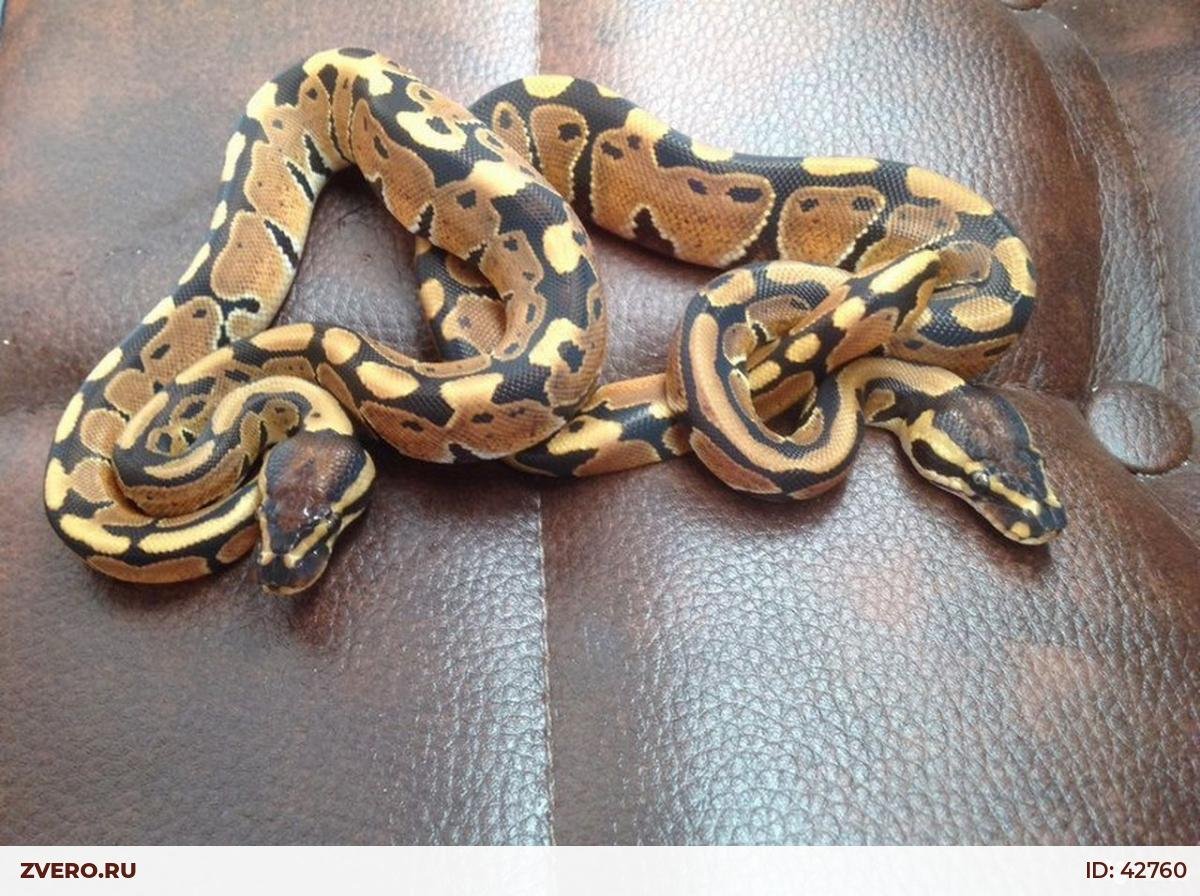 Королевский питон в Камочке