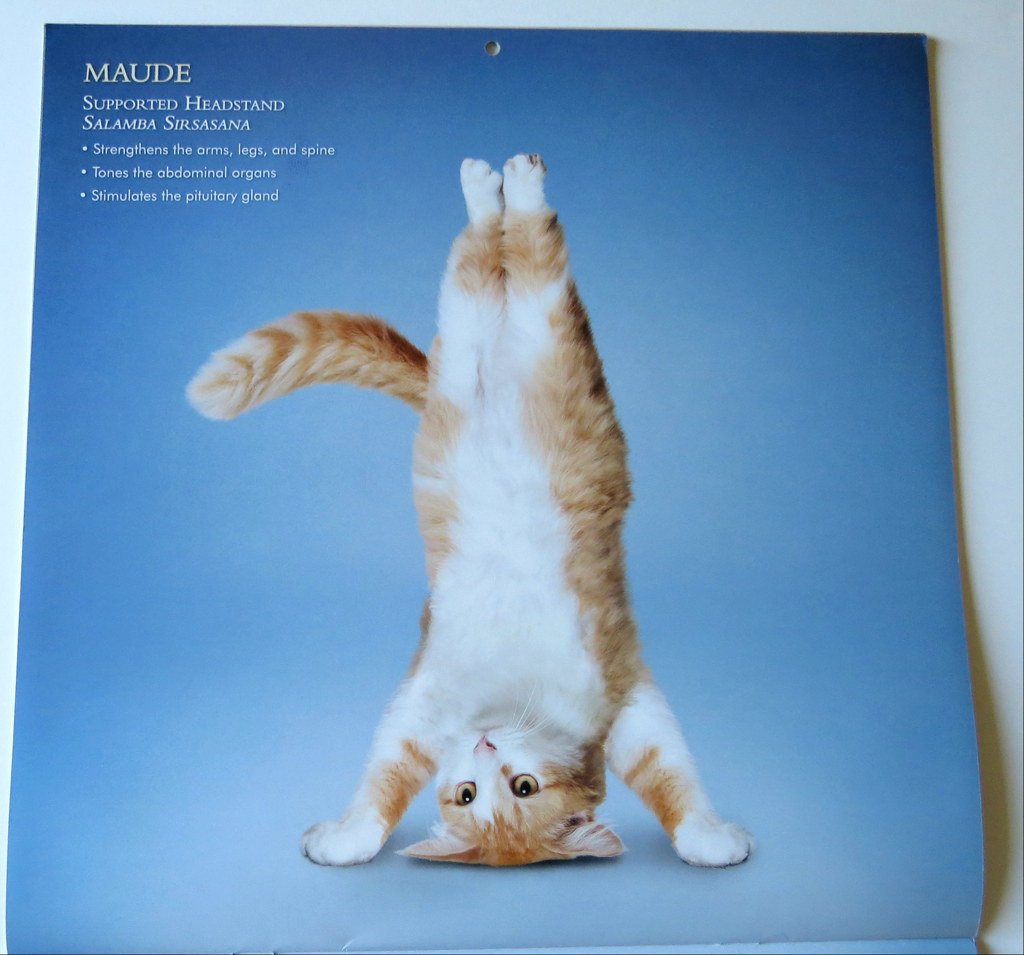 Котик гимнаст