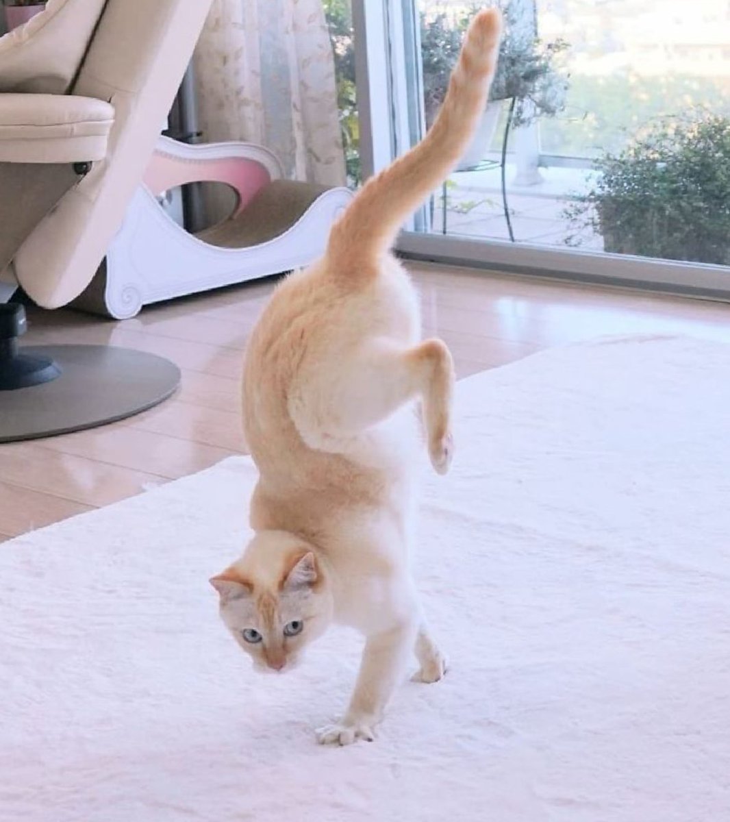 Кошка танцует