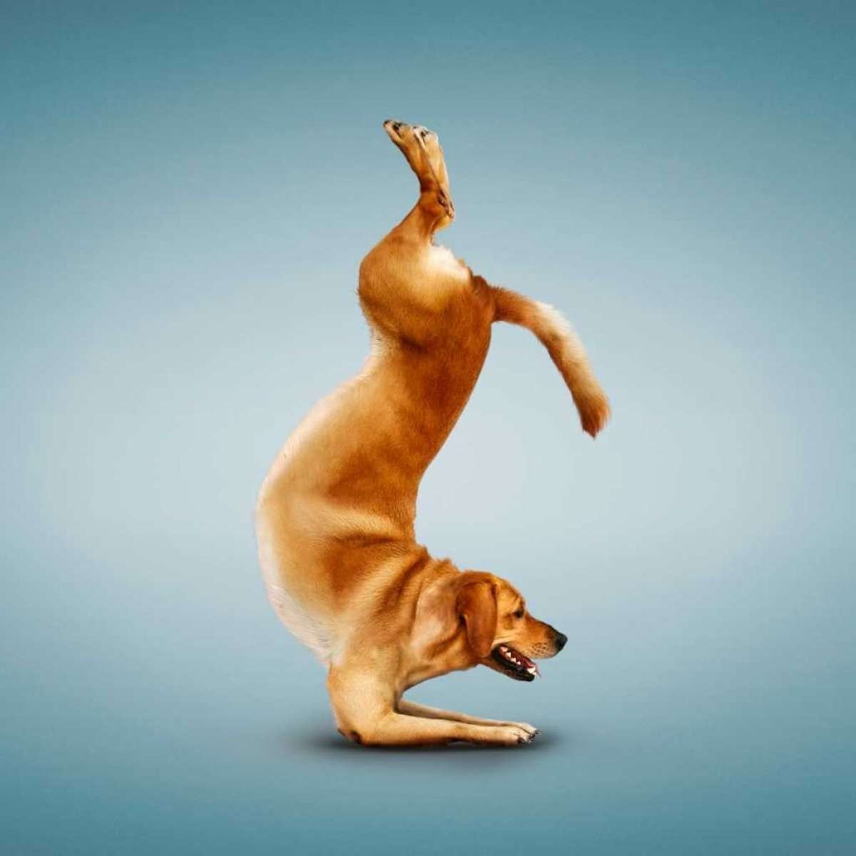 Животные занимаются йогой