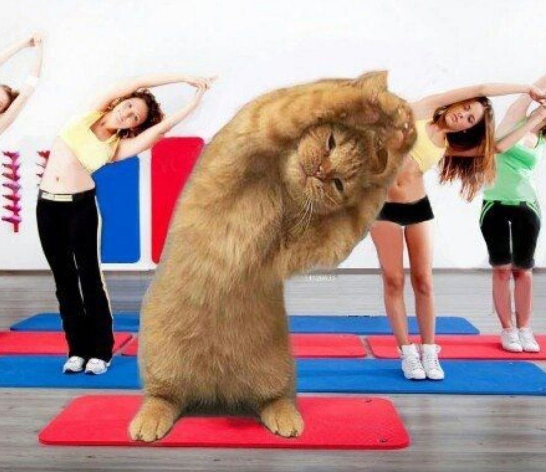 Кот занимается спортом