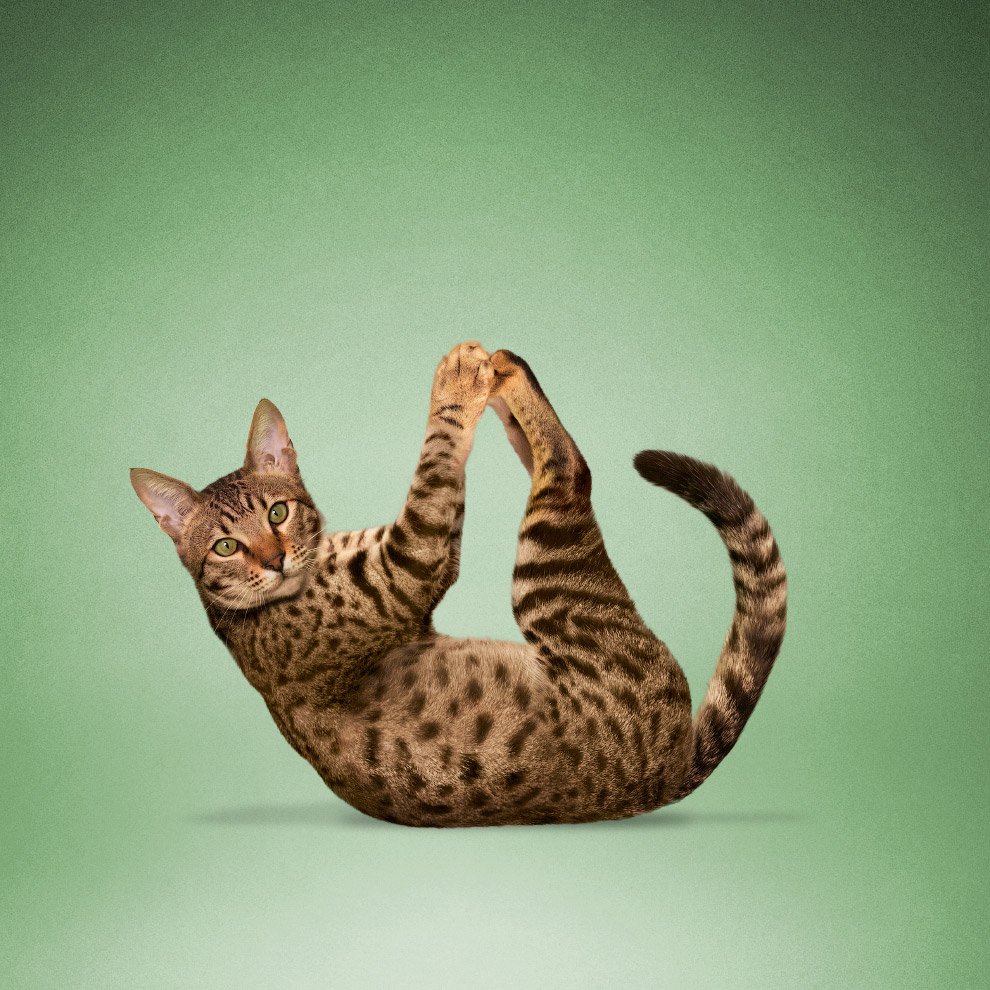 Котик гимнаст