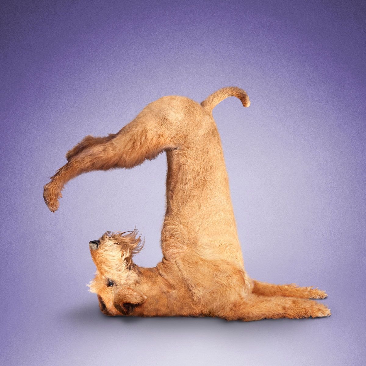 Поза сутулой собаки