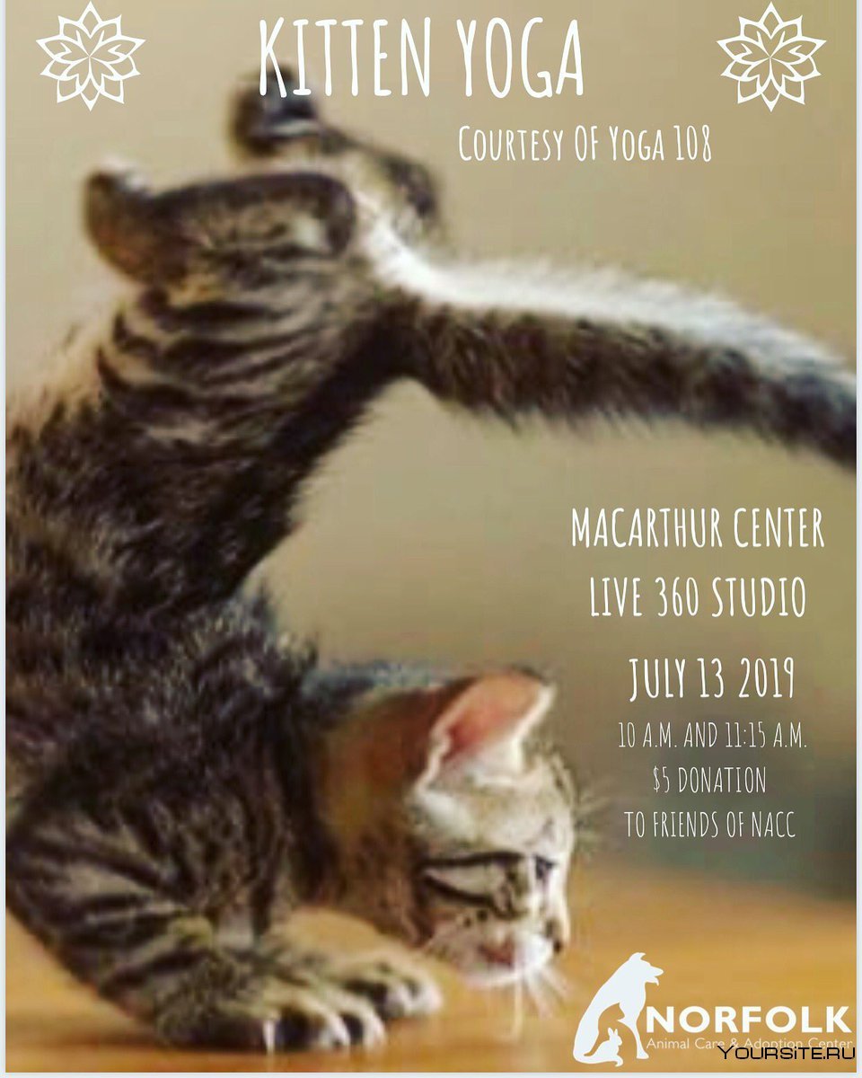 Коты на зарядке