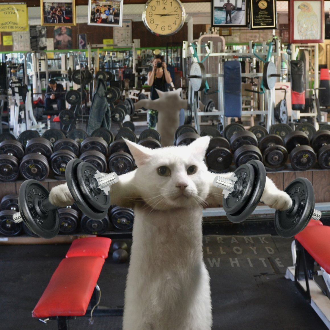 Кот в тренажерном зале