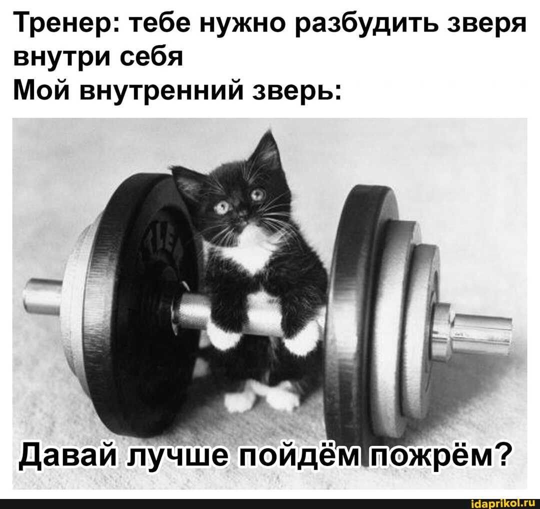 Котенок прыгает