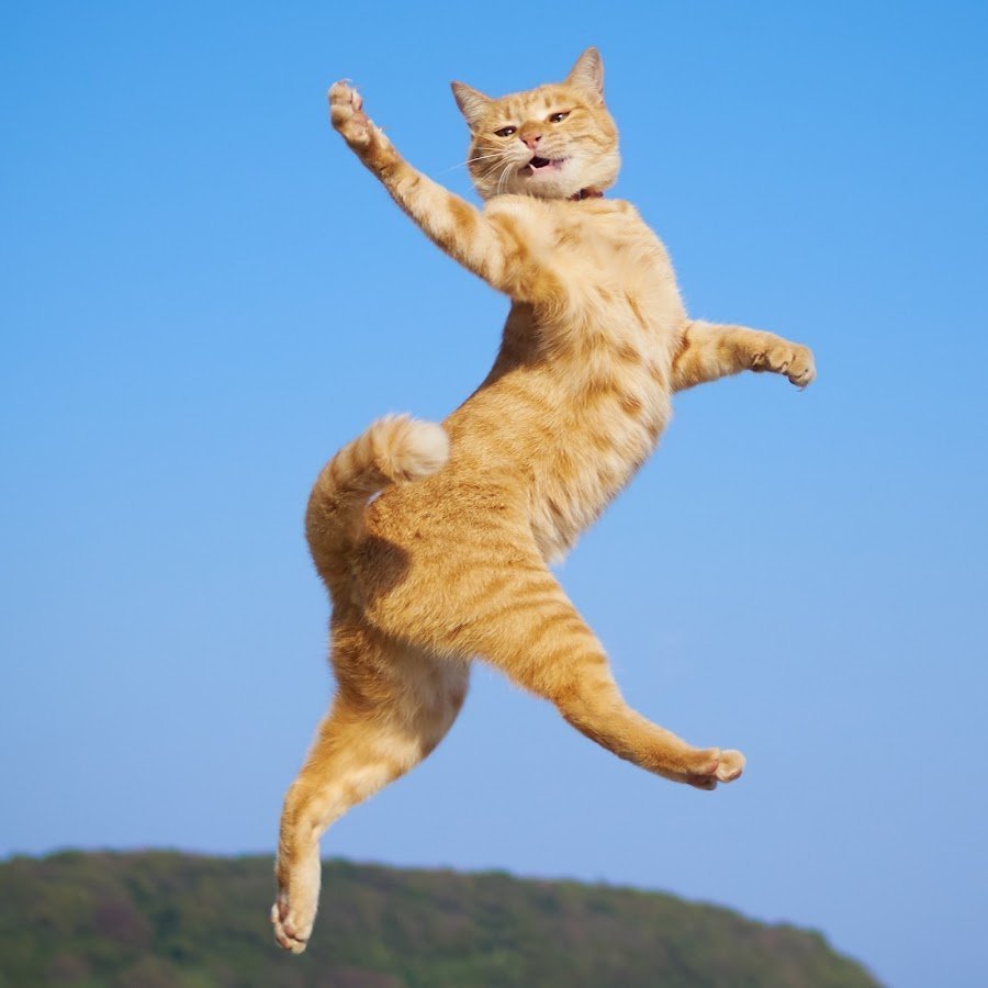 Летающий кот