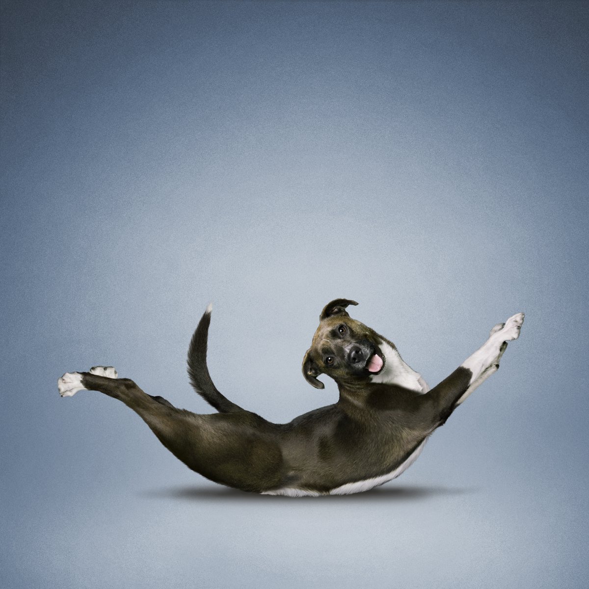 Позы животных