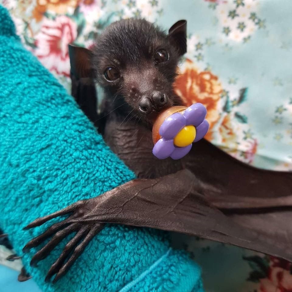 Летучая мышь