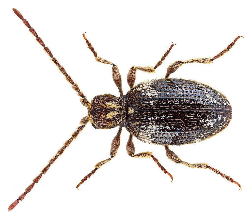 Жук притворяшка Gibbium Psylloides