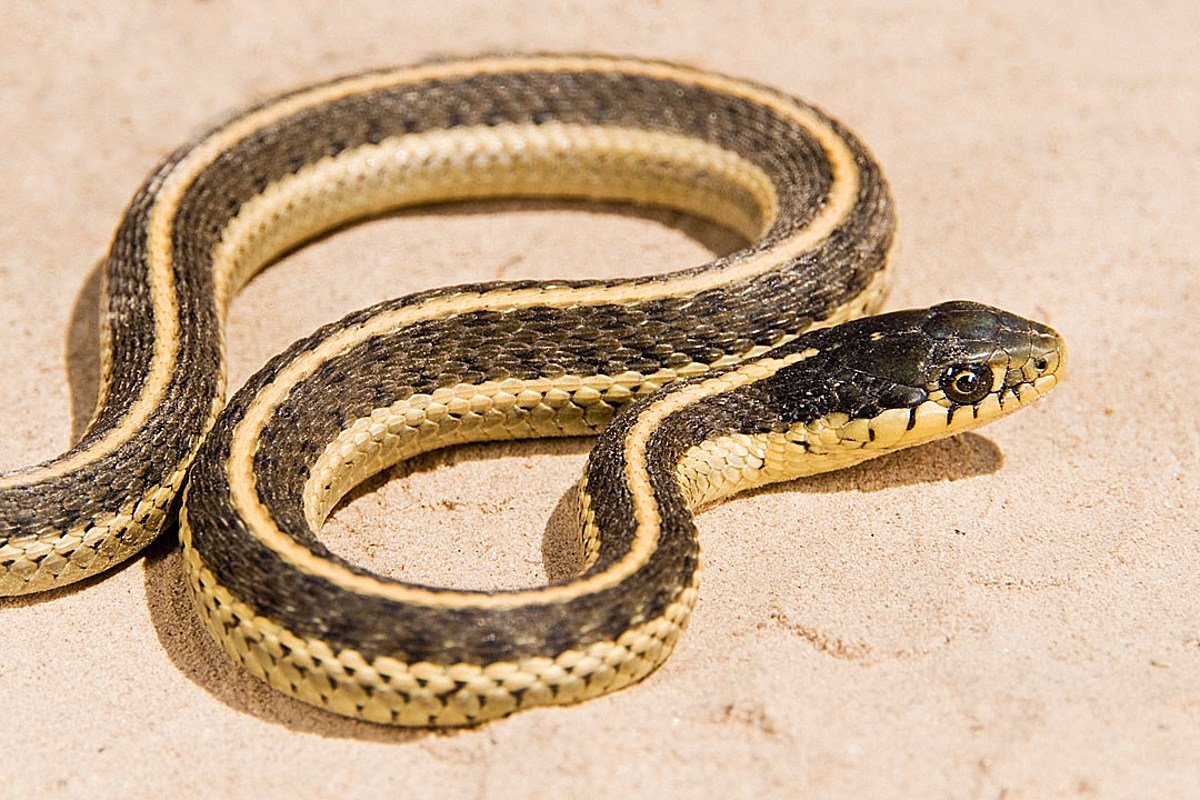 Thamnophis elegans