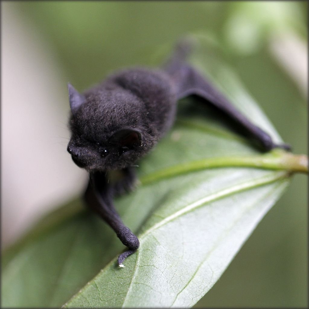 Black bat (чёрная летучая мышь)