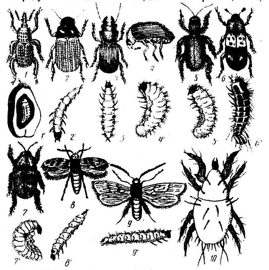 Anthocomus fasciatus Жук