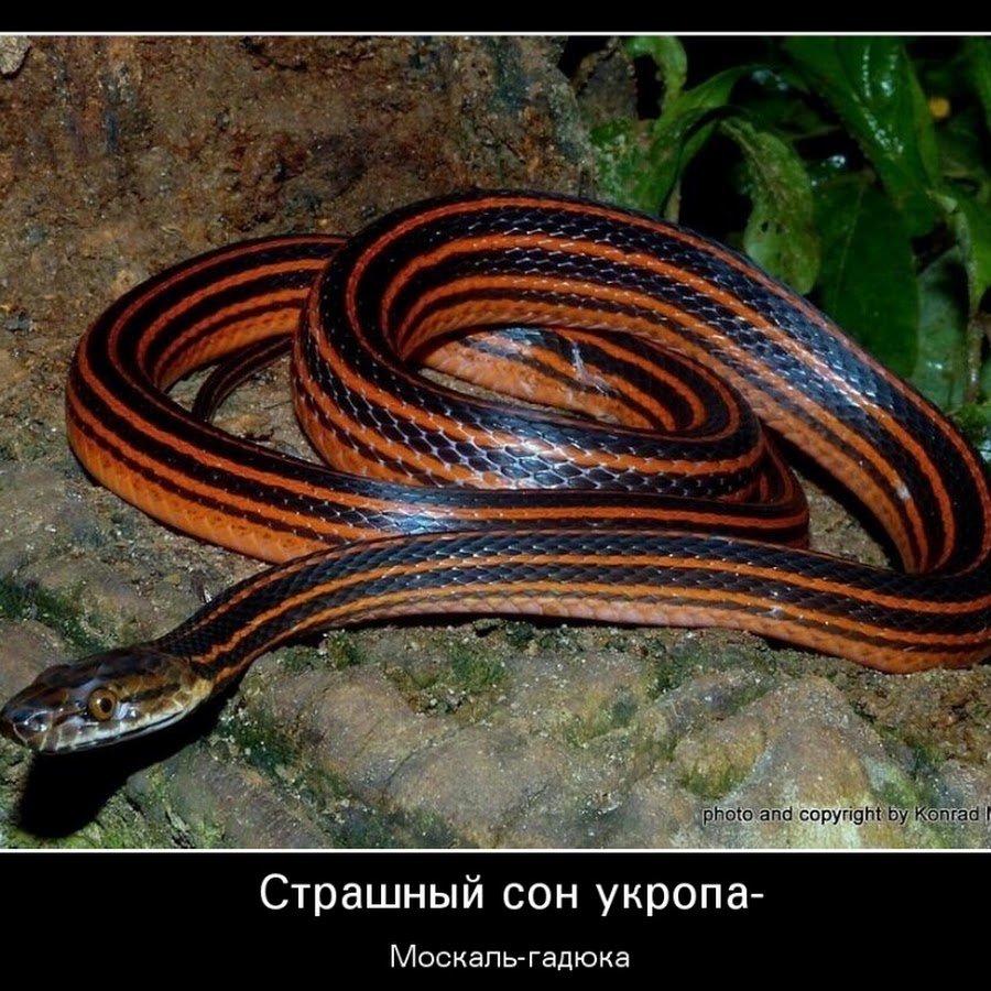 Змея с полоской на спине
